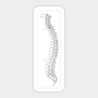 Antique Anatomy Papers Neck Gator Spinal Column Anatomy Sticker
